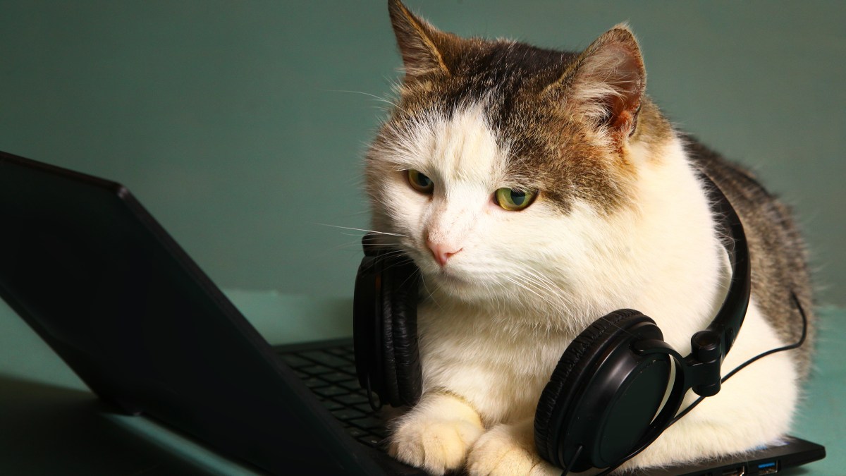 звуки для кошек успокаивающие. звук котят для кошек. звуки для кошек успокаивающие. звуки привлекающие кошек. звуки для кошек успокаивающие.