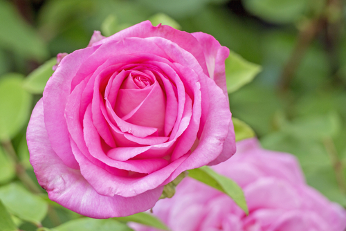 a vibrant pink rose up close