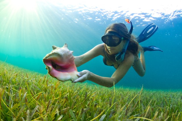 A woman snorkeling in The Caribbean and finding a conch shell