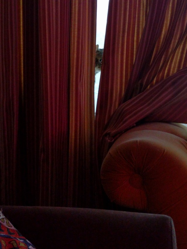 photo of a cat peeking out behind curtains