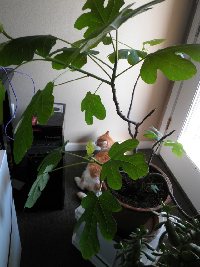 An orange and white cat walks through the background of a photo of a small fig tree.