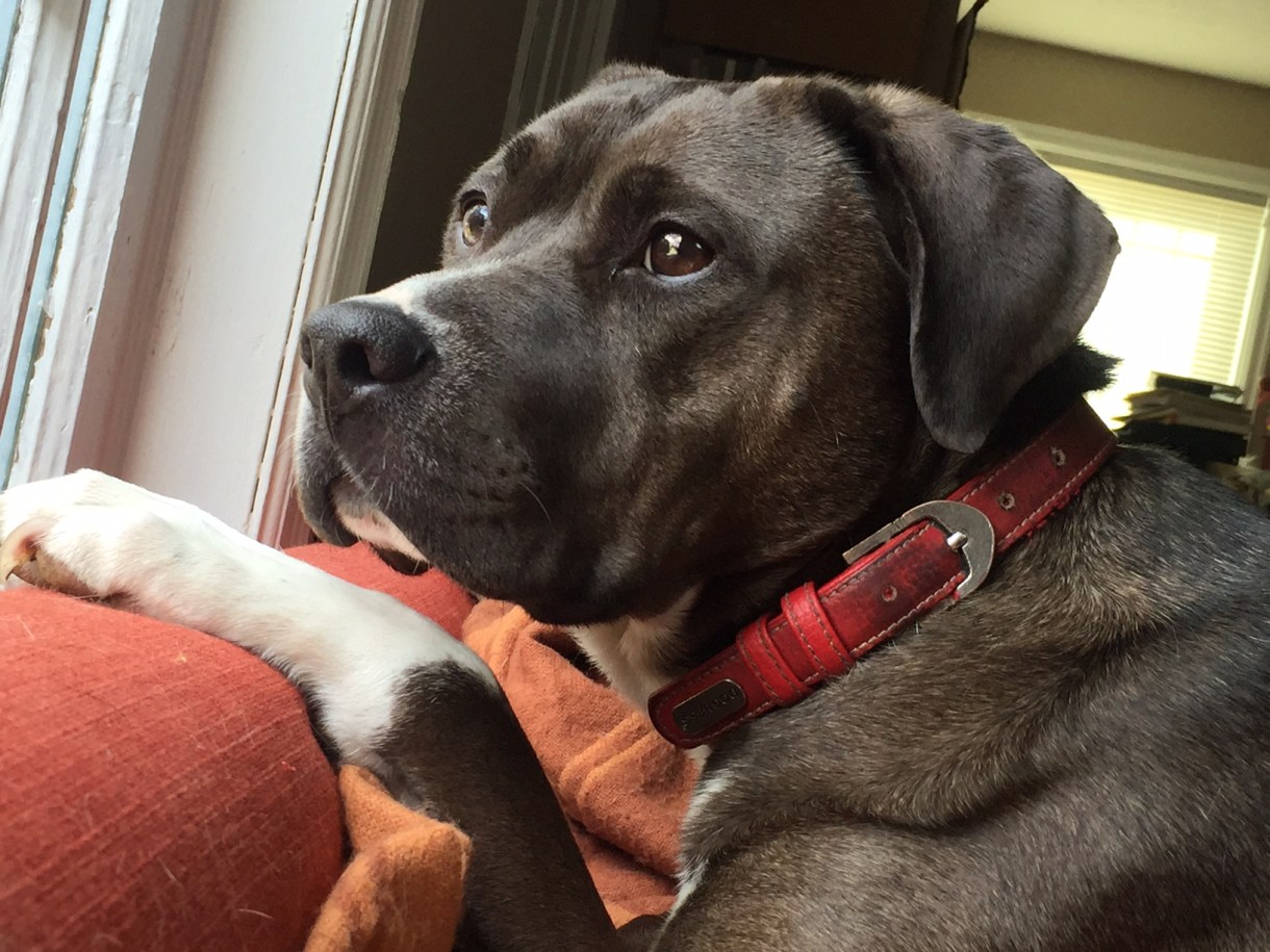 A black dog with white paws wearing a red collar looks out the window.