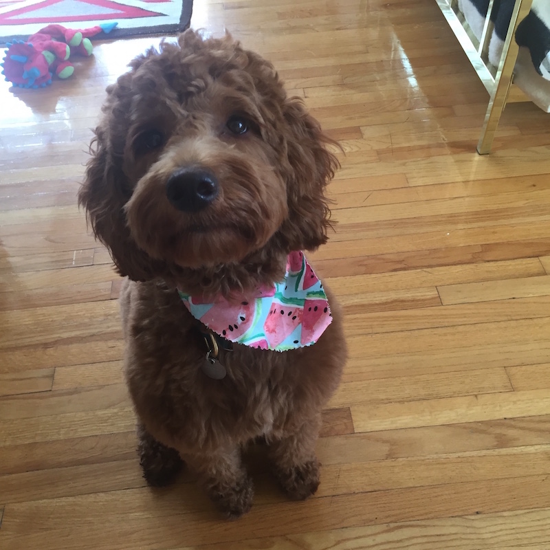 mid-size red long-haired dog in a watermelon bandana