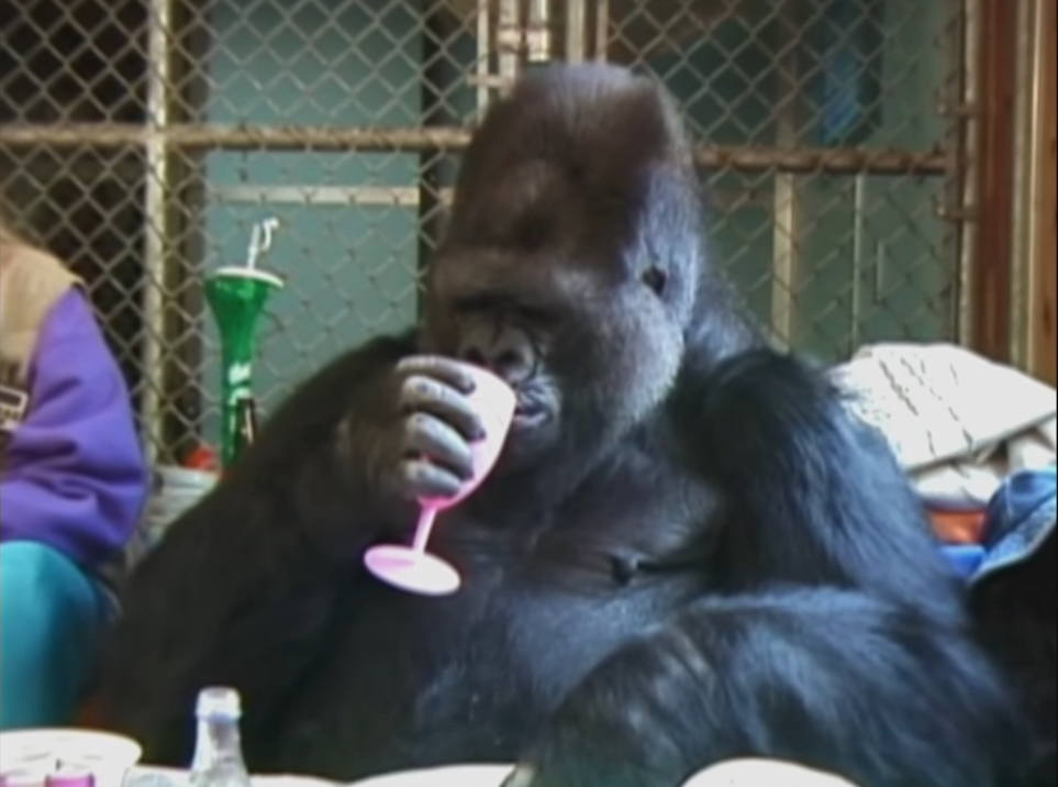 Koko, a western lowlands gorilla, drinking out of a plastic chalice.