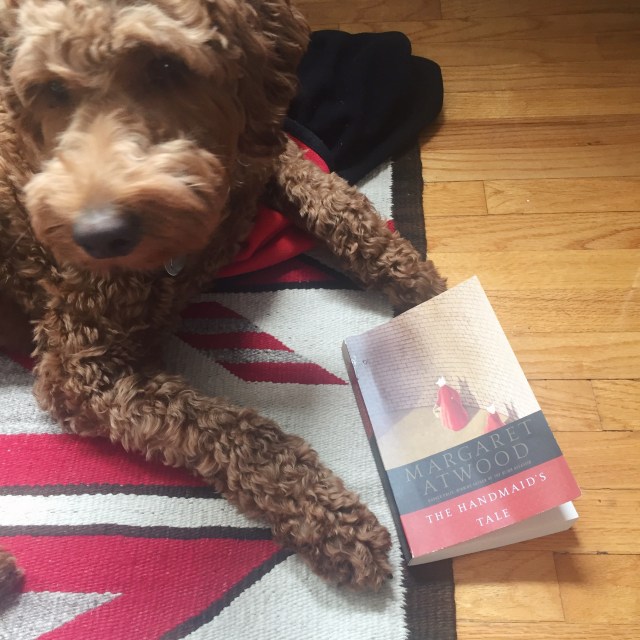 puppy posing with the handmaid's tale