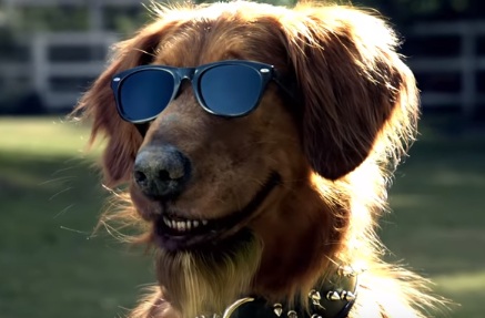 A dog wearing sunglasses and a spiked collar who also has a goatee, somehow, why??