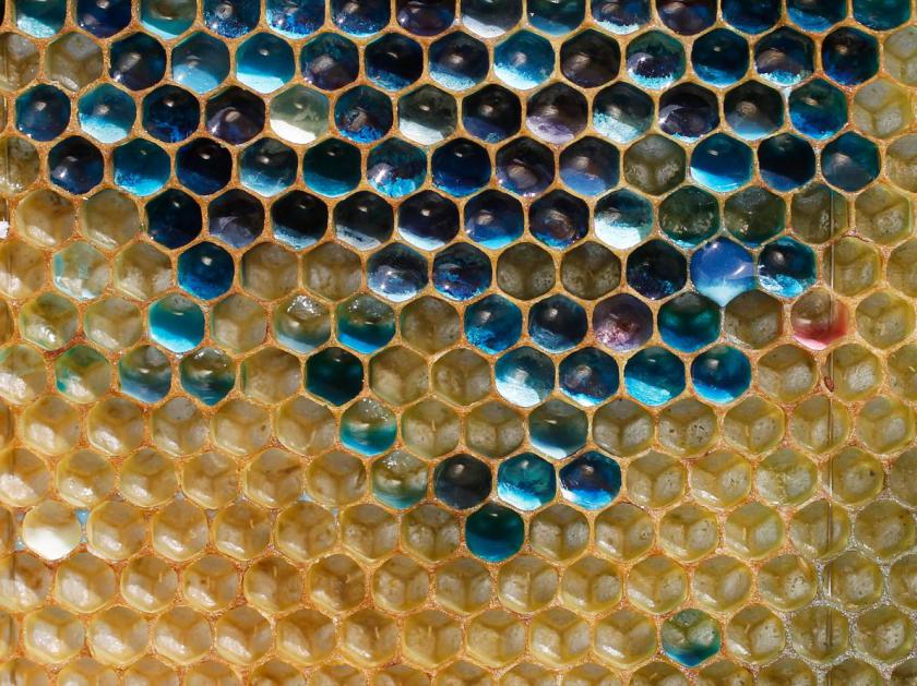 honey comb with blue honey inside