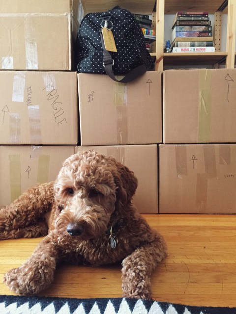 A dog in front of moving boxes looking sad (I'm projecting). Still-full bookshelves behind the boxes.