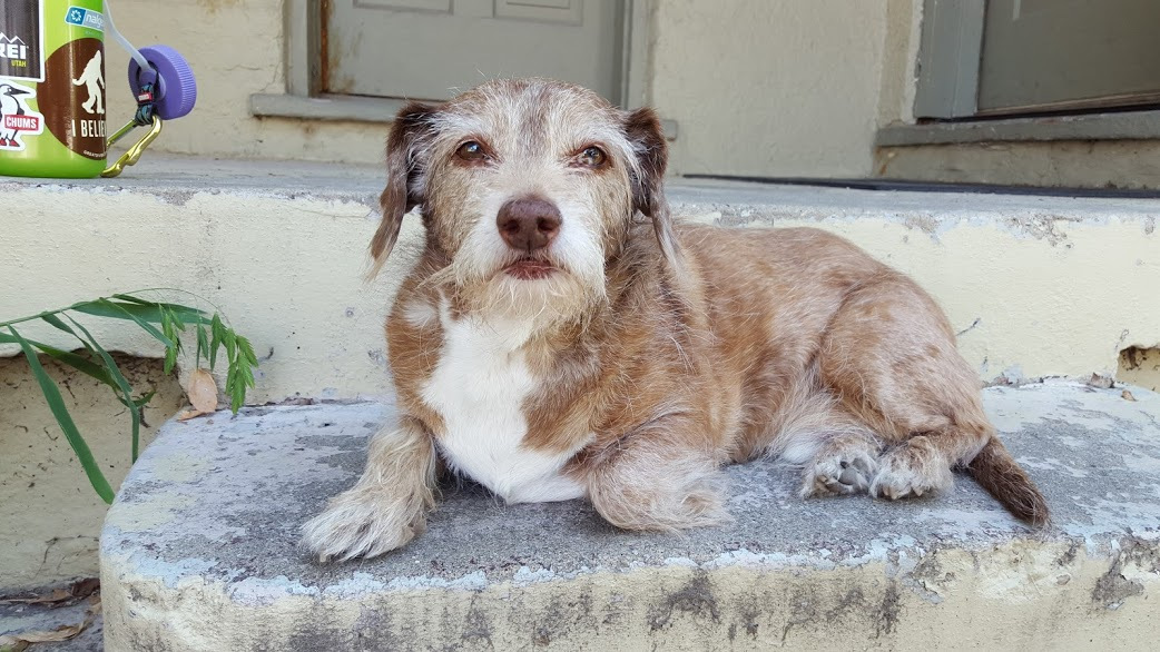 PHOTO GALLERY Queers with Pets Autostraddle Page 3