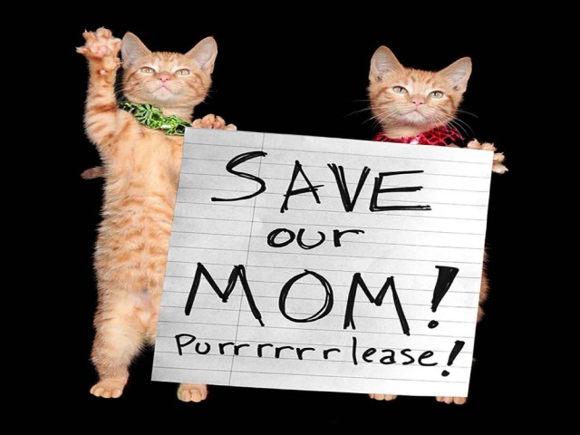 Picture of two cats holding a piece of paper that has "Save our Mom! Purrrrlease!" written on it