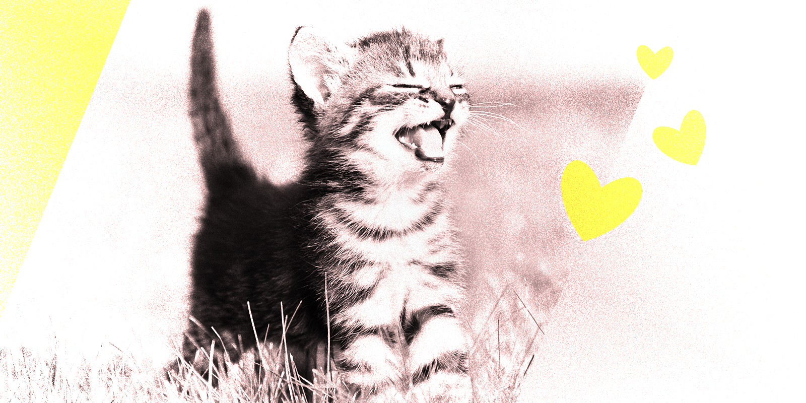 cute kitten in a field laughing