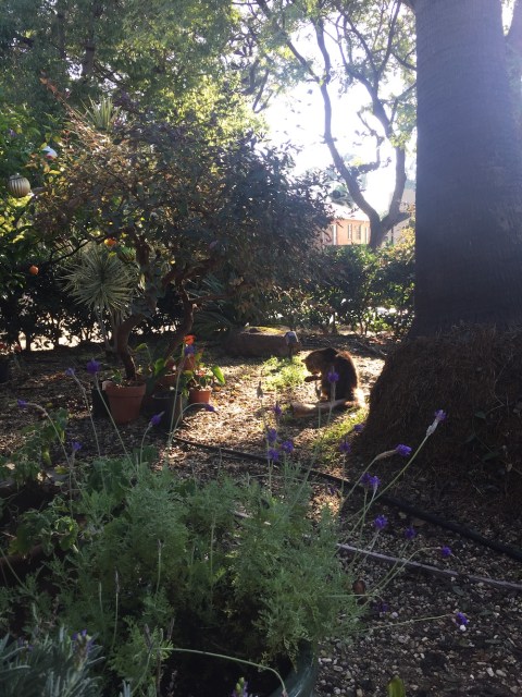 a garden, featuring a cat in a sunbeam licking its paw