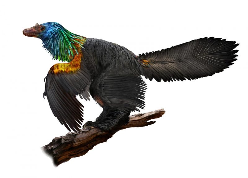 a bird looking dinosaur with bright neck feathers
