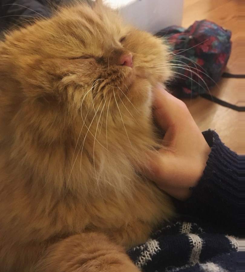 A fluffy orange cat looks very pleased about the chin scratches he's getting