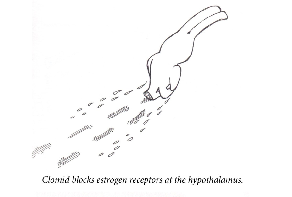 Image description: A rabbit walks away from the viewer. Her shoulders are slumped and she’s hanging her head low. In her wake are footprints and two rows of tears. Caption: “Clomid blocks estrogen receptors at the hypothalamus.