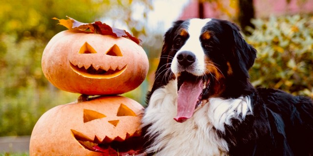 Joyful boy in vampire costume carving pumpkin, Halloween masquerade, entertain, Stock image