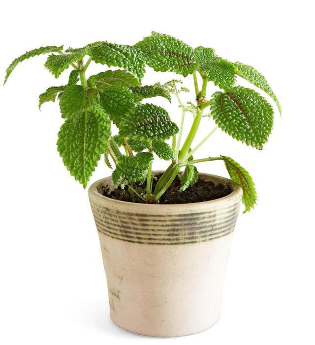 13 Easy Houseplants For Seasonally Depressed S And Their Cats Autostraddle - Cat Safe Houseplants Reddit 13 Easy Houseplants For Seasonally Depressed S And Their Cats Autostraddle - Cat Safe Houseplants Reddit