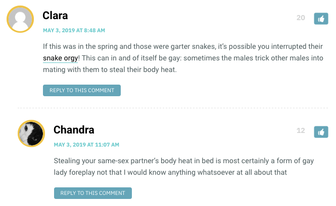 Clara: If this was in the spring and those were garter snakes, it’s possible you interrupted their snake orgy! This can in and of itself be gay: sometimes the males trick other males into mating with them to steal their body heat. / Chandra: Stealing your same-sex partner’s body heat in bed is most certainly a form of gay lady foreplay not that I would know anything whatsoever at all about that