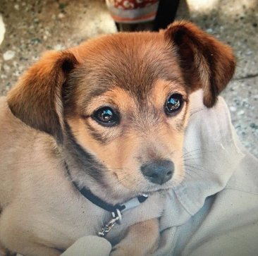 Queer Girl's current dog Cyrus, as a puppy. Floppy ears and starry eyes!