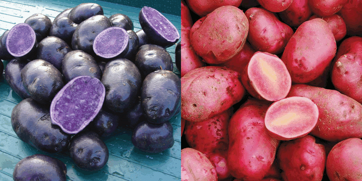 A picture of blue and pink potatoes that are obviously bisexual