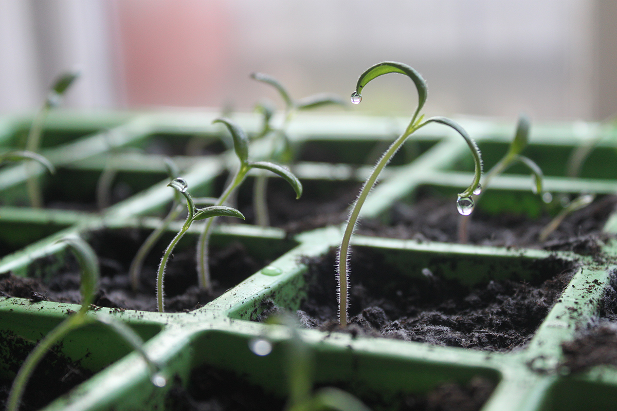 tomato seedlings with dew droplets