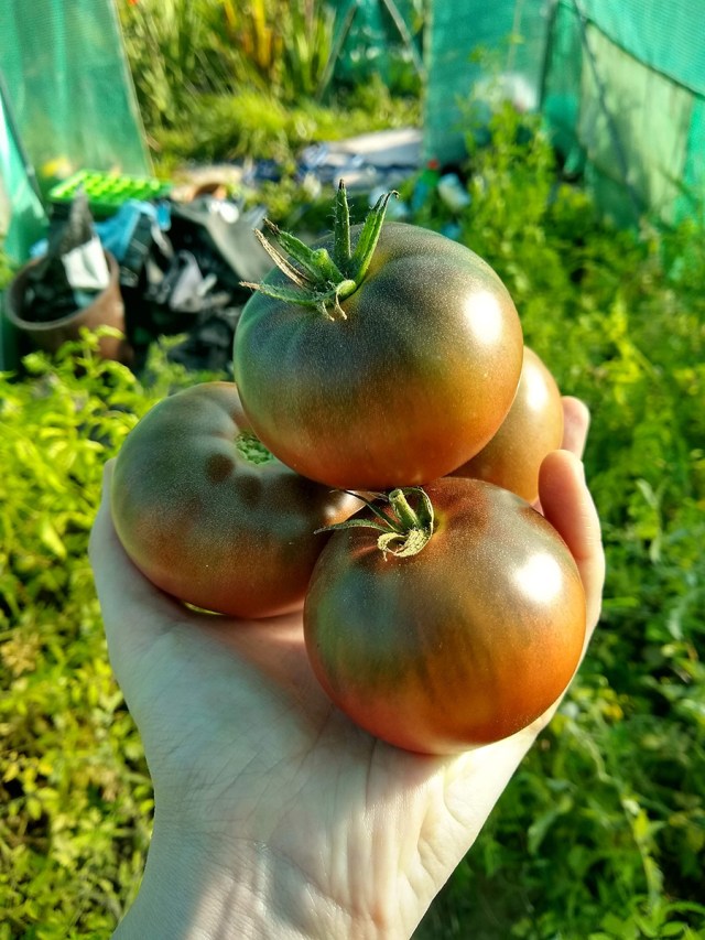four juicy organic heirloom tomatoes in the hand of a feeble lesbian