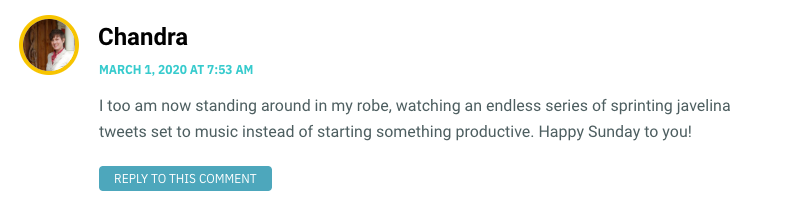 I too am now standing around in my robe, watching an endless series of sprinting javelina tweets set to music instead of starting something productive. Happy Sunday to you!