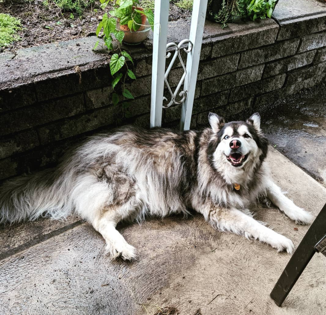 Nicole's malamute rescue dog