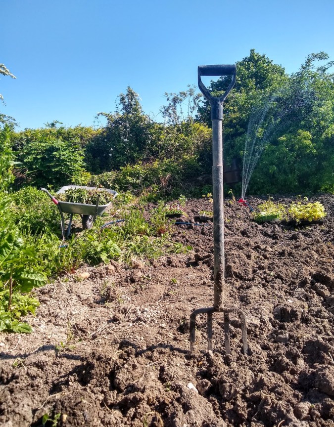 A fork in soil with a wheelbarrow and sprinkler in background