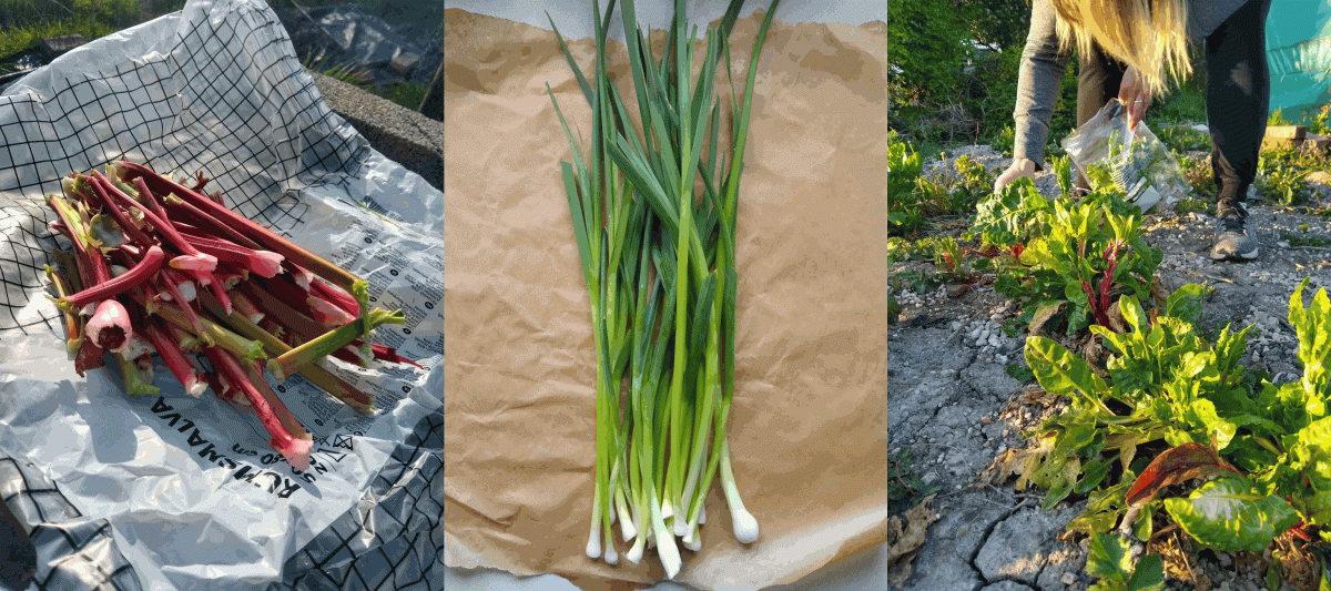 A photo of freshly picked rhubarb, spring onions and a lesbian picking chard