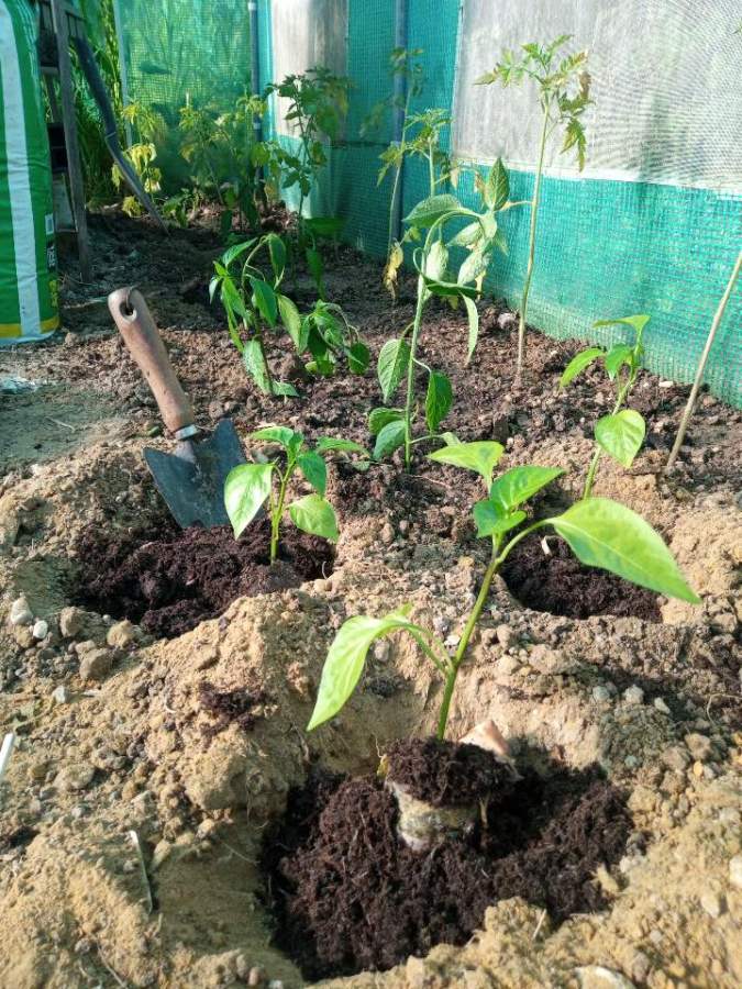 some plants being planted