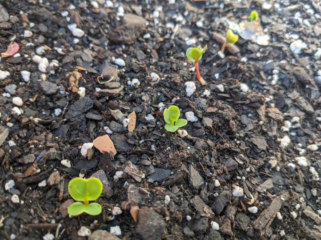 nicole's radish sprouts