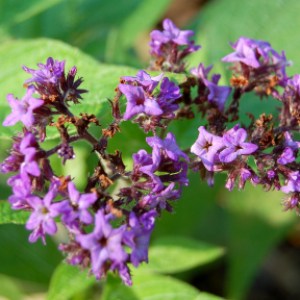 Profile picture of Heliotrope