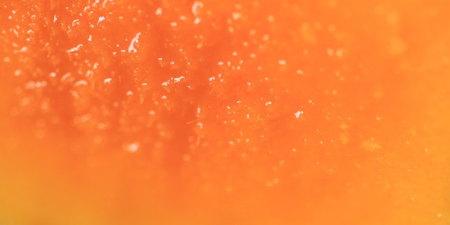 close-up of dewy bright orange mango flesh fills the whole window
