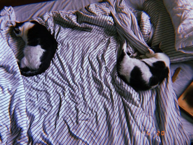 Two cats, Alexei and Anya, curl up into little balls next to each other on a bed. The bed has black and white stripped sheets and the image has a filter on it make it look like a Polaroid from the 1990s.