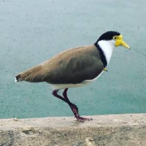 Profile picture of Sea_Bird