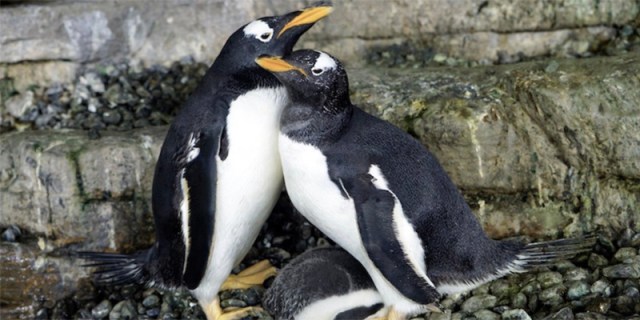 The penguins Electra and Viola snuggle together over their newly hatched, adopted, egg.