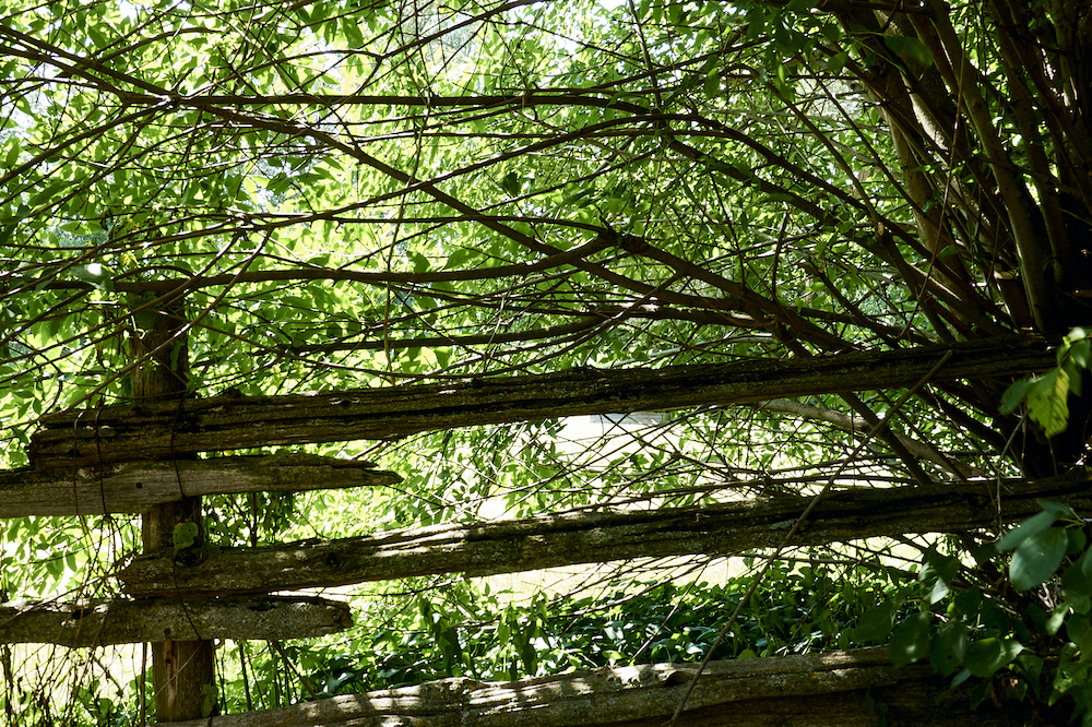 a photograph of a dilapidated wooden fence against a backdrop of vines and branches