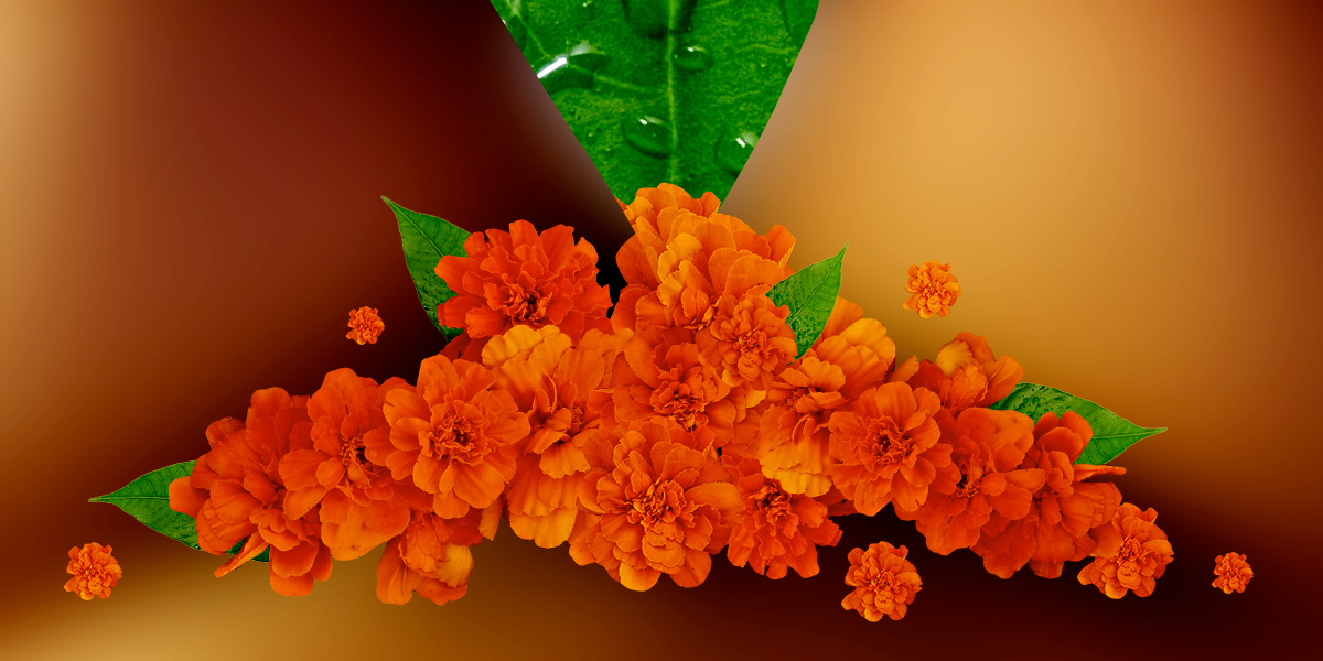 collage image of orange marigold flowers carpeting the space between two thighs, smaller flowers scattered up on the thighs. a dewy green mango leaf in the background.