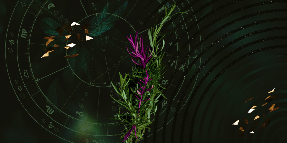 A multimedia collage, rosemary is central in this image because it’s the representation of hope (adopting ancestral practices), and inc. the magenta to highlight some of the stalks of rosemary.