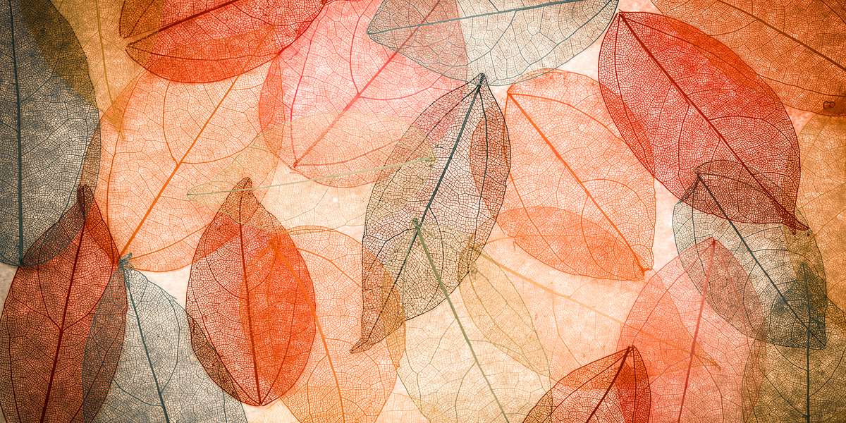 transparent autumn leaves