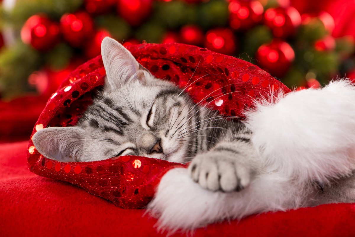 a sweet cat sleeping curled up in a sparkly red santa hat