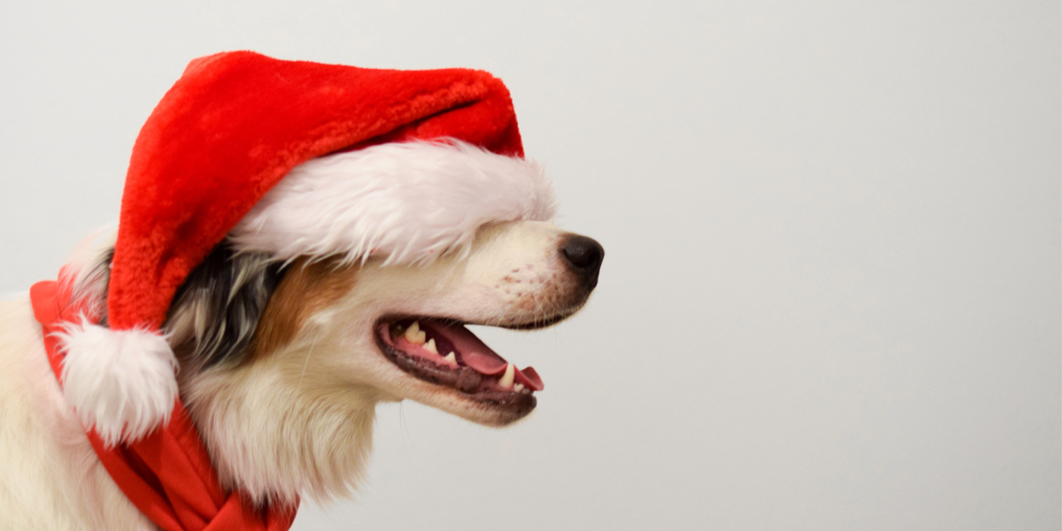 cute dog in a red santa hat covering his eyes