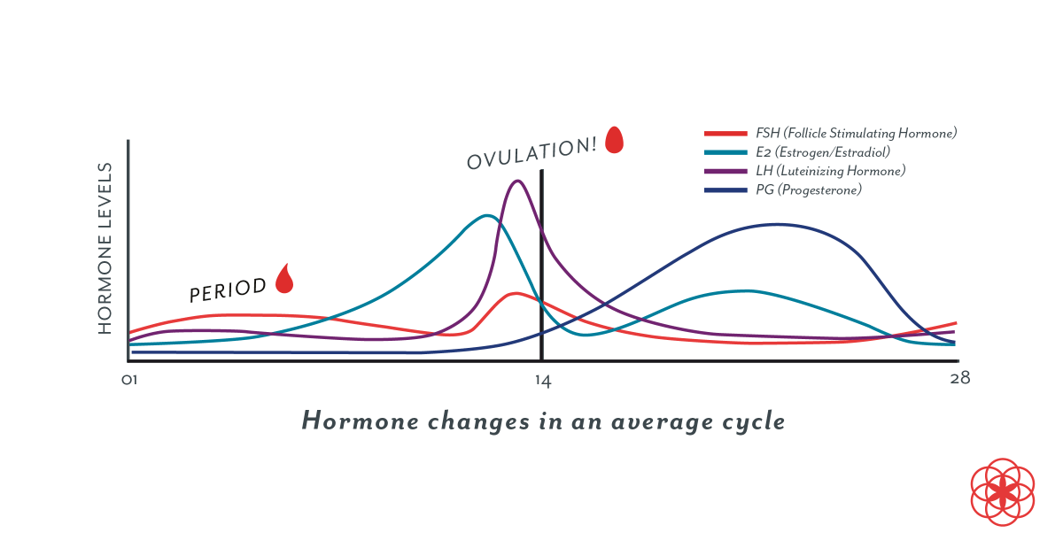A graph called "Hormone Changes in the Average Cycle" shows the rise and fall of FSH, estrogen, LH and progesterone