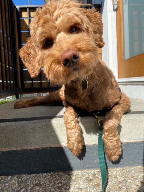 A golden-colored curly dog laying on a cement porch and peering at the camera