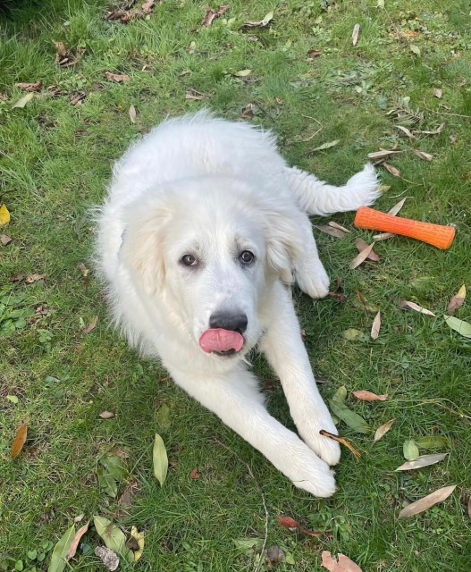 A white Great Pyrenees puppy lays on green grass licking his lips