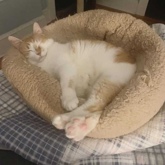 An orange-and-white cat asleep in a circular fleece pet bed with legs extended