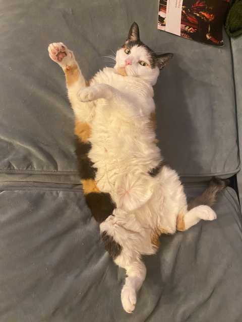 A calico cat laying on her back with paws extended and belly exposed
