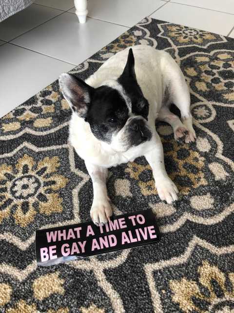 A small black-and-white French bulldog laying on a carpet near a sticker that says WHAT A TIME TO BE GAY AND ALIVE