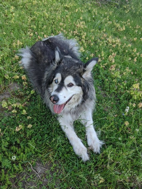 A fluffy Alaskan Malamute lays in green grass panting and smiling